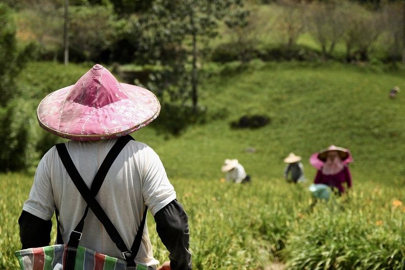 Farmers, Traders Express Concerns Over Rising Food Prices Despite Harvest Season