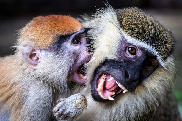 Zoo Animals Escape in Flood-Hit Nigerian State as Residents Remain on Alert