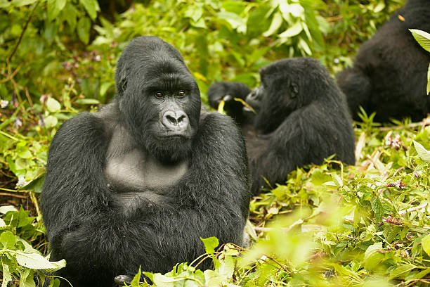 Self-Medicating Gorillas May Hold New Drug Clues