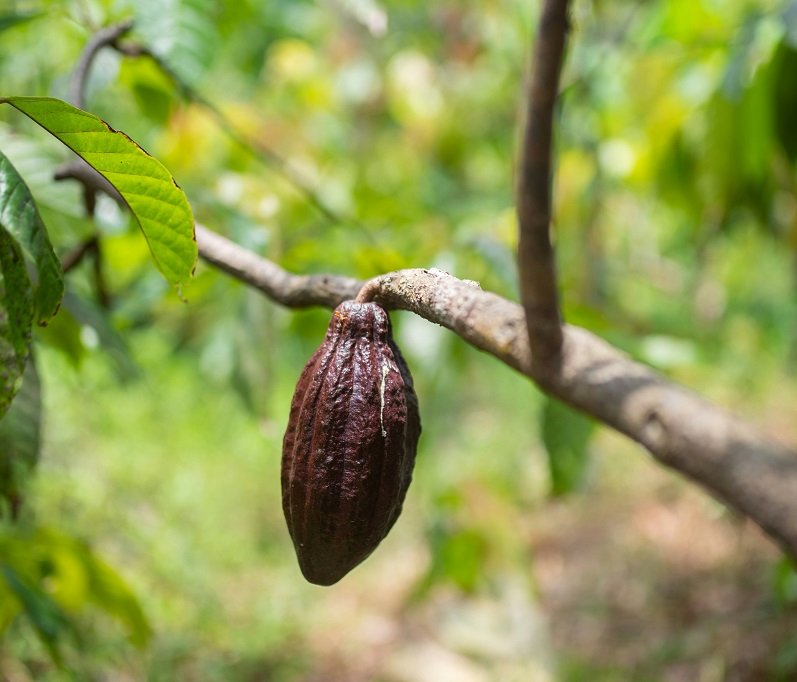 NAFDACs Proposed Export Regulation Will Harm Nigerias Cocoa Industry.