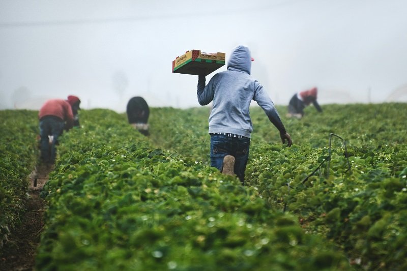 EU Deforestation Policy Endangers Nigeria’s $770m Cocoa Industry — Farmers